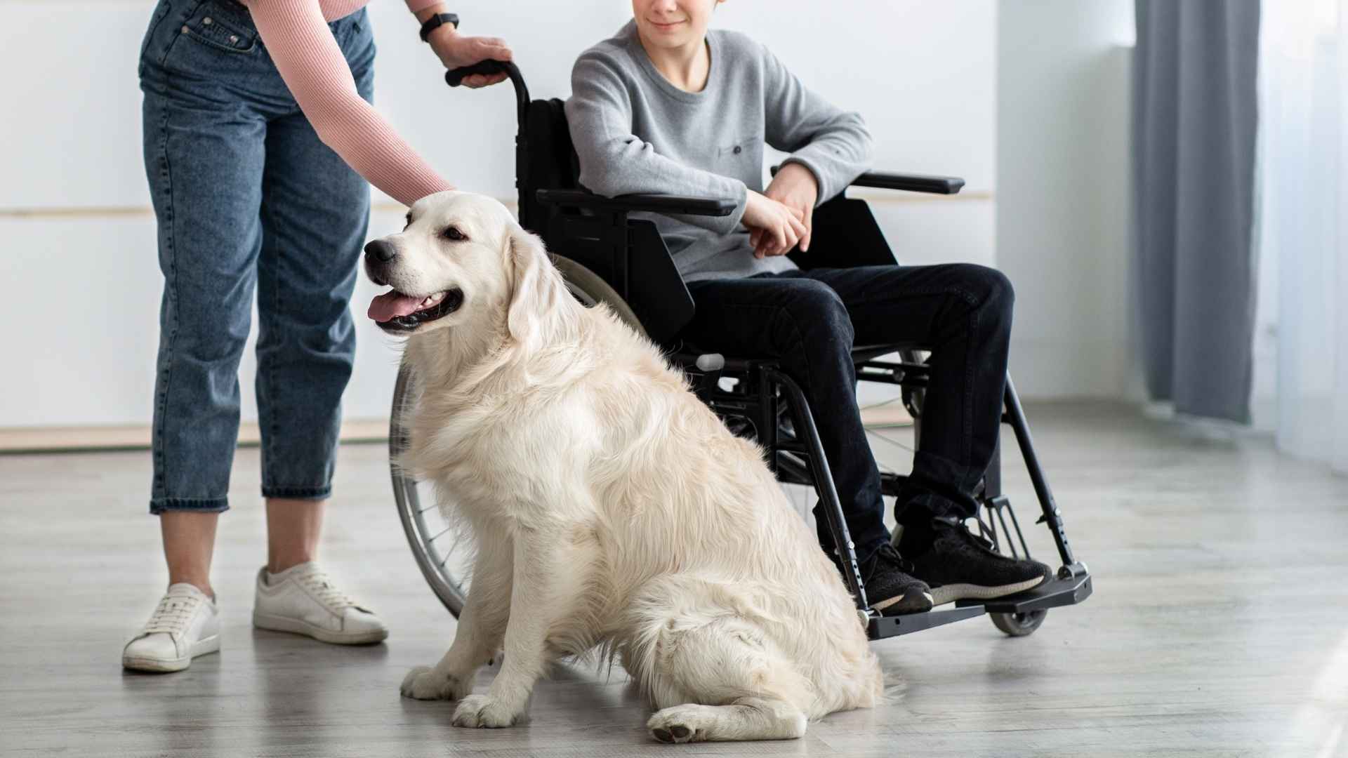 7 Service Dog Breeds For Families That Provide Support and Love