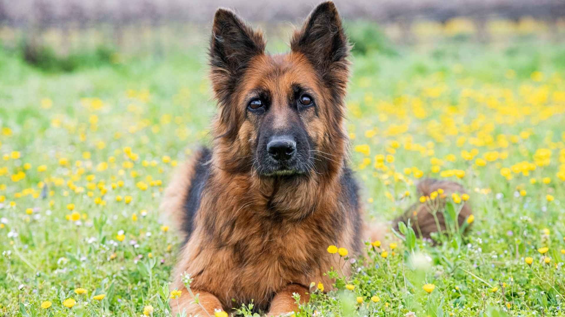 7 Shepherd Dogs That Are Born To Rule the Canine World