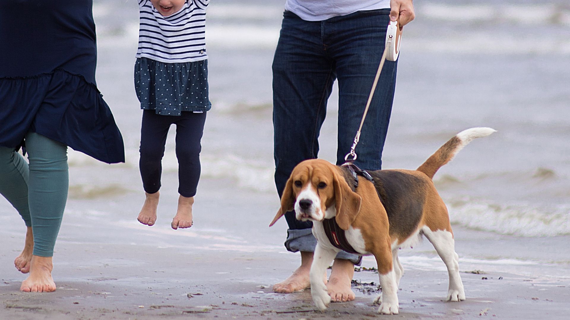 7 Short-Haired Dog Breeds for Families with Kids