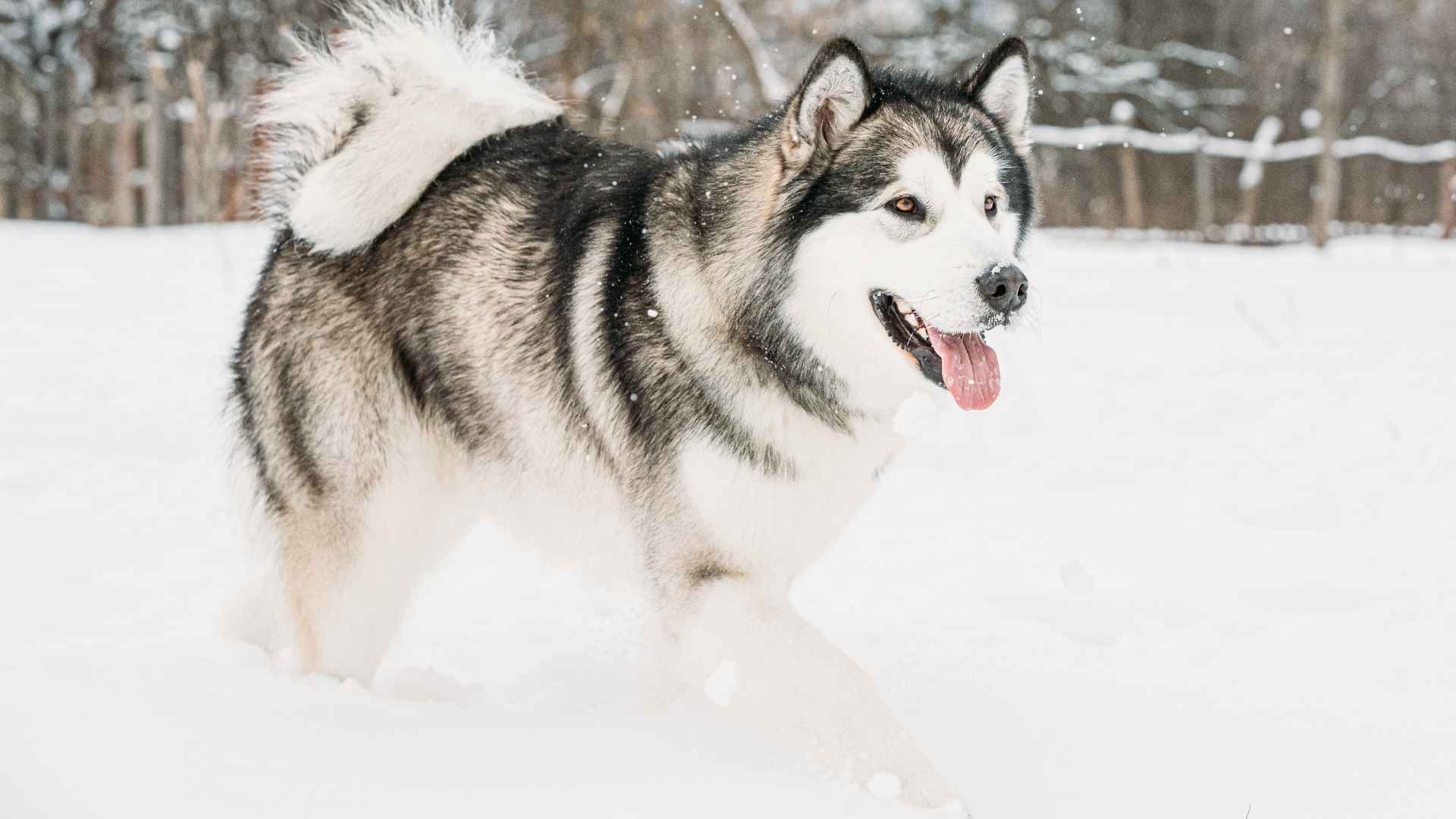 7 Siberian Dog Breeds Built for Cold Weather and Loyalty