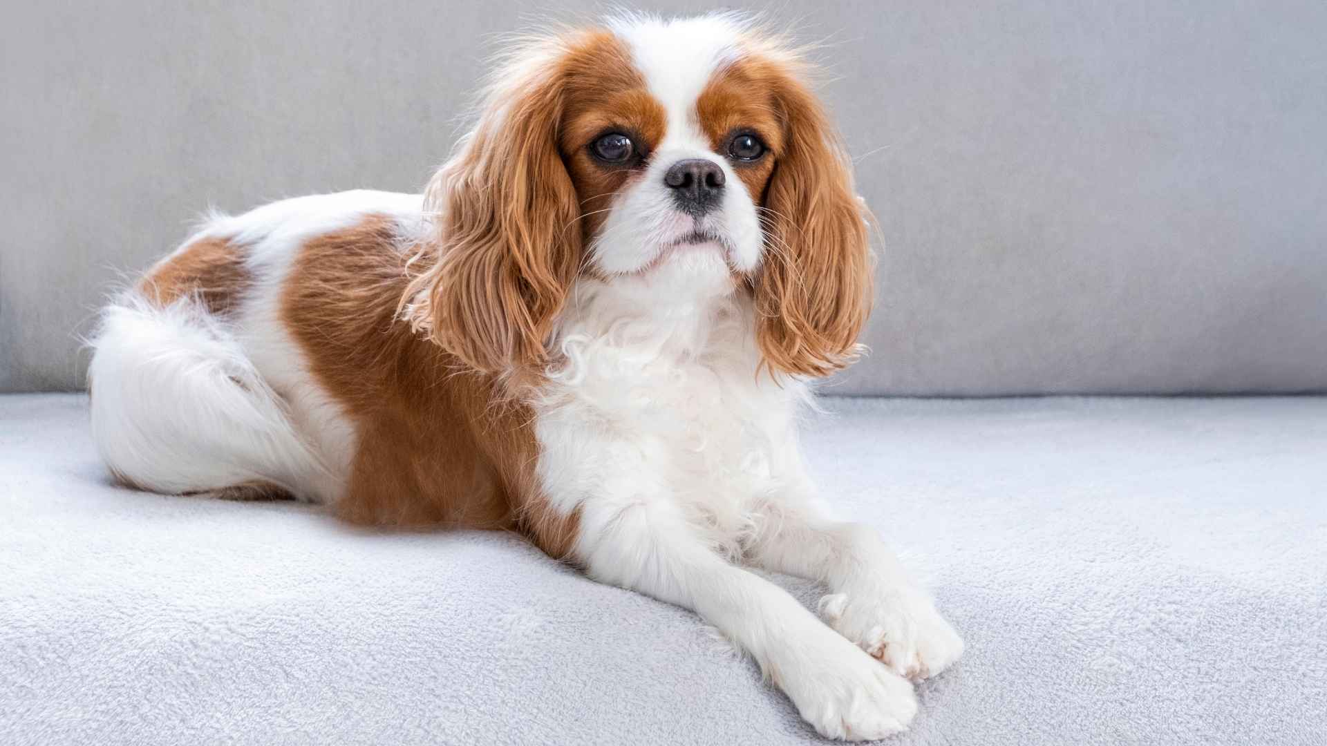 7 Silent Dog Breeds That Will Win Your Heart Without Barking