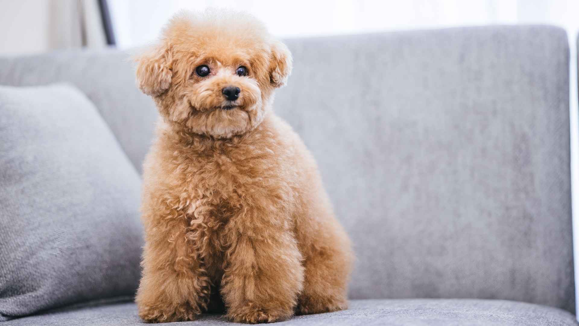 7 Small Dog Breeds For Apartment Living That Fit in Any Space