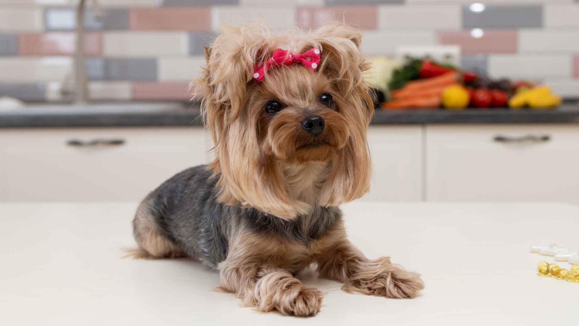 7 Small Dog Breeds That Don't Shed for Clean-Home Pet Lovers