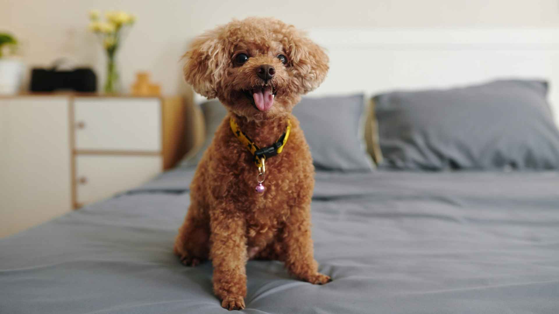 7 Small Dog Breeds That Don't Shed for Clean-Home Pet Lovers