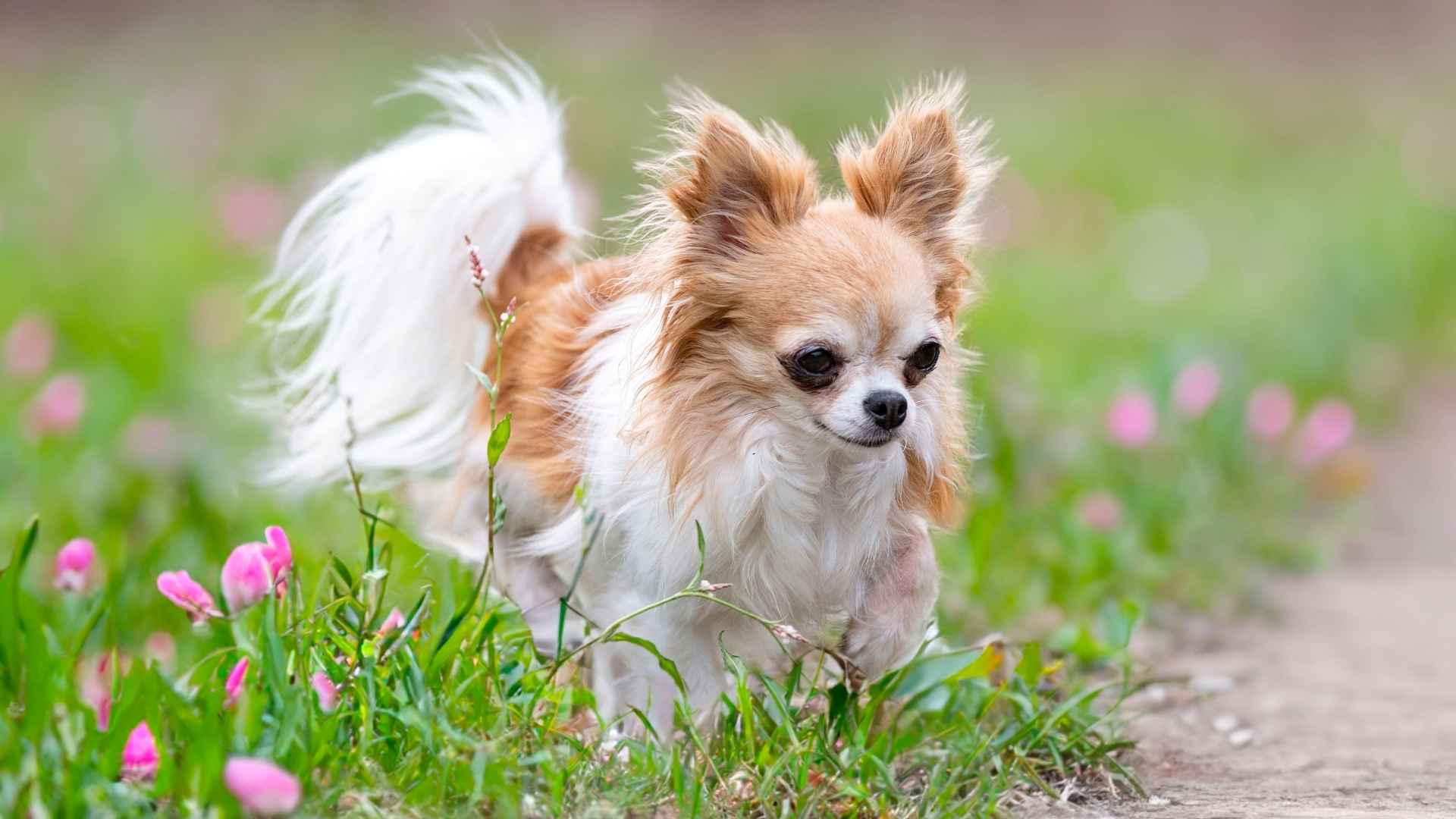 7 Small Dog Breeds With Long Lifespans & Big Loving Hearts