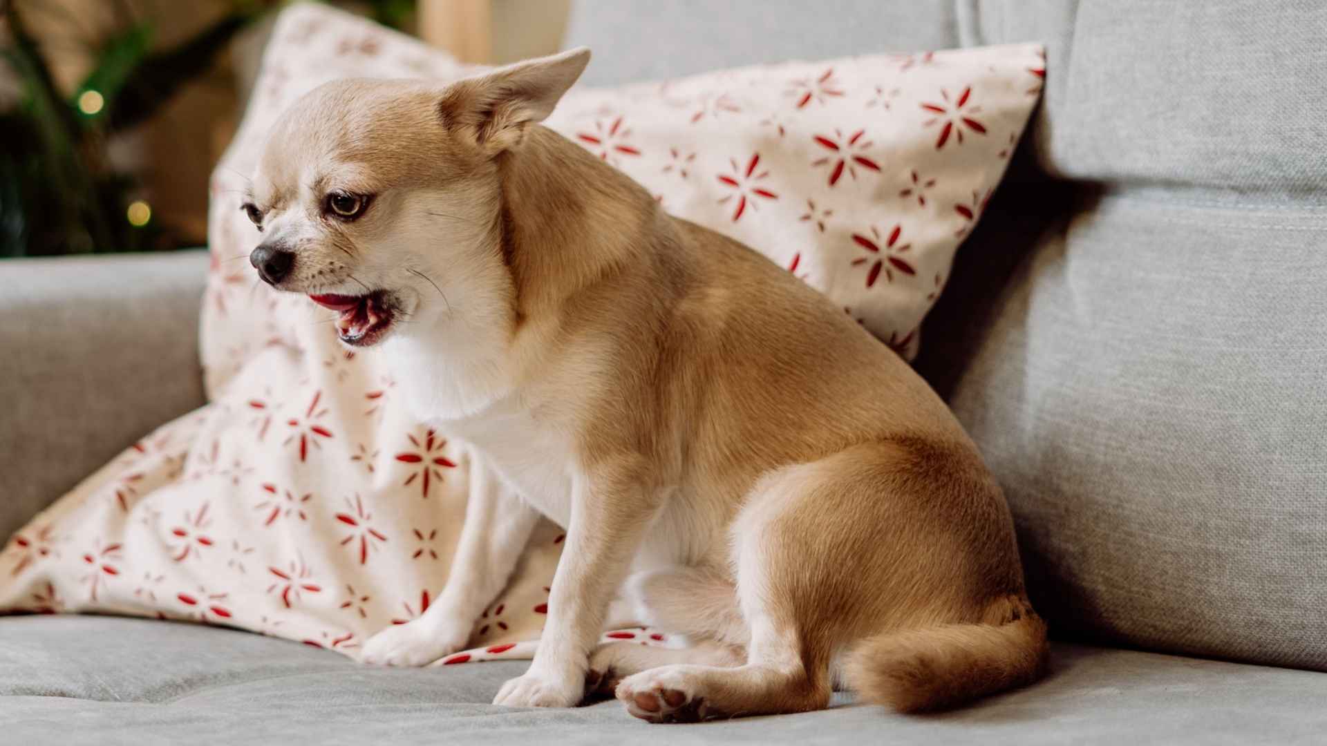 Take a look at the top seven small dog breeds that are known for their noisy and vocal nature. Learn how to control their barking and find your ideal companion.