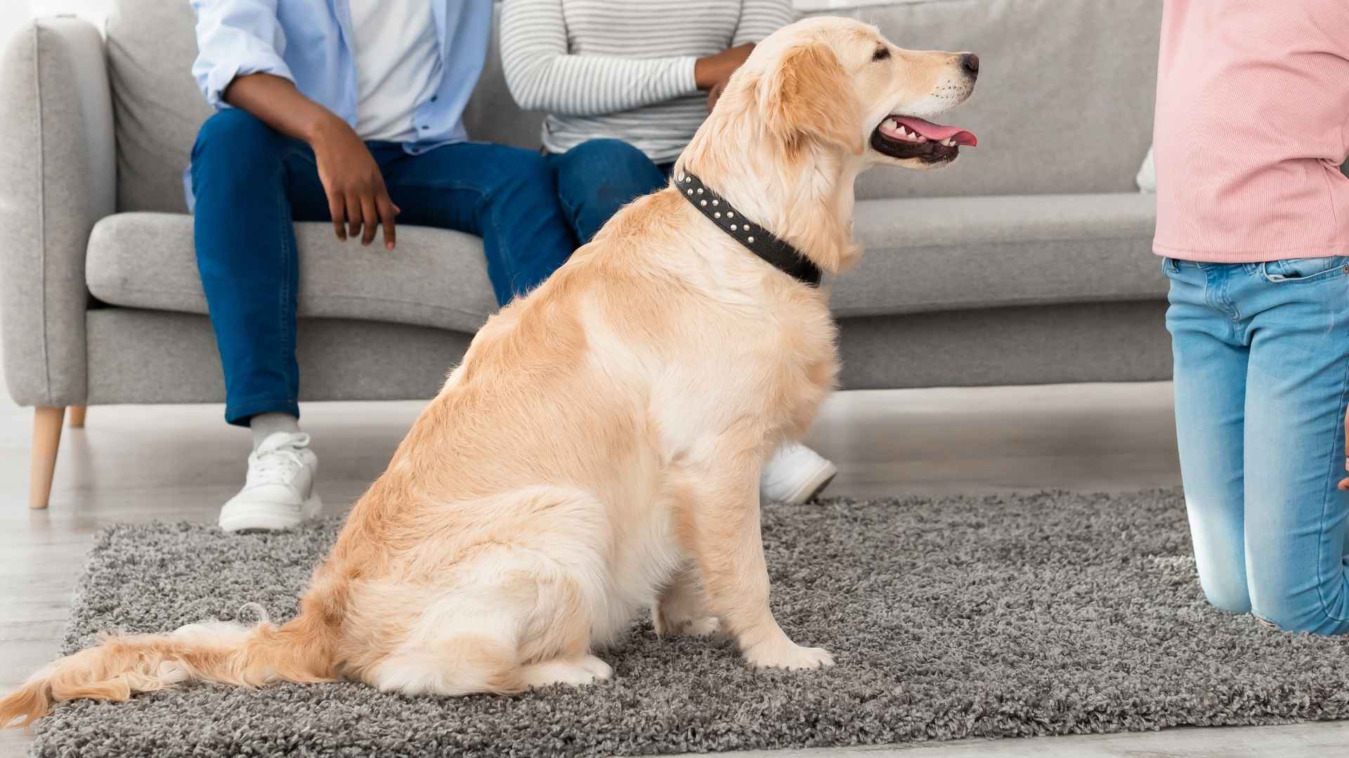 7 Smart Dog Breeds For Families Making Life Easier and More Fun