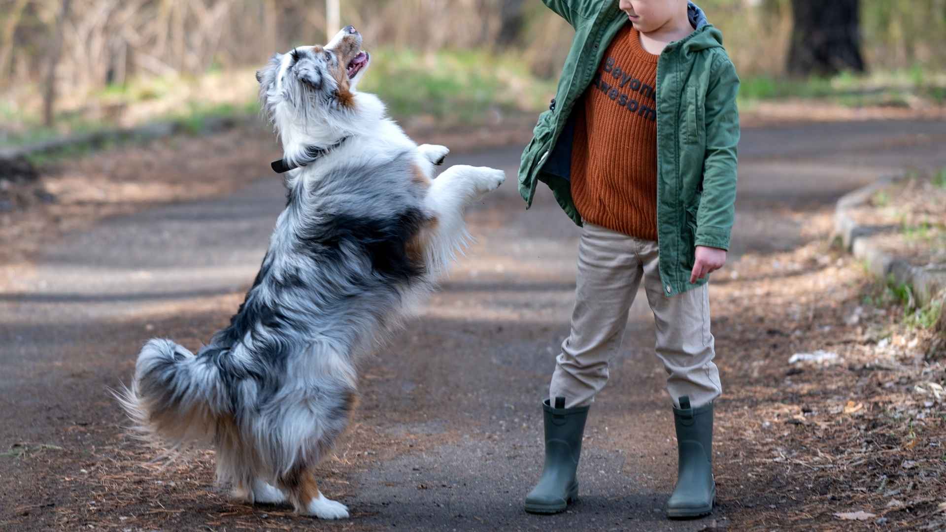 7 Smart Dog Breeds For Kids: Teach, Play, Repeat