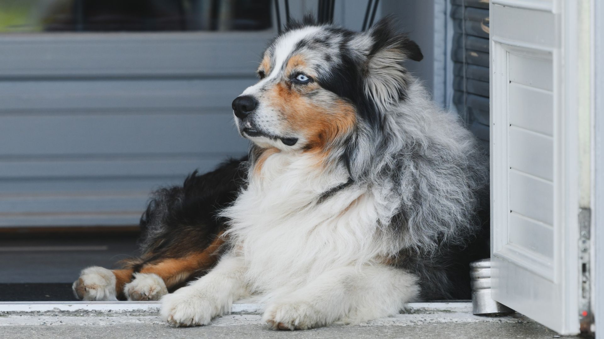 7 Smartest Guard Dog Breeds for Home Defense and Obedience