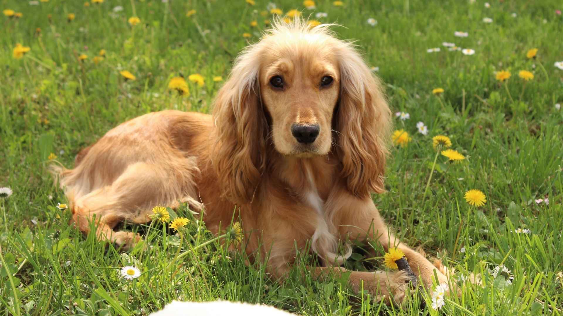 7 Smelliest Dog Breeds: Stinky Pups with Body Odor (Eww Gross!)