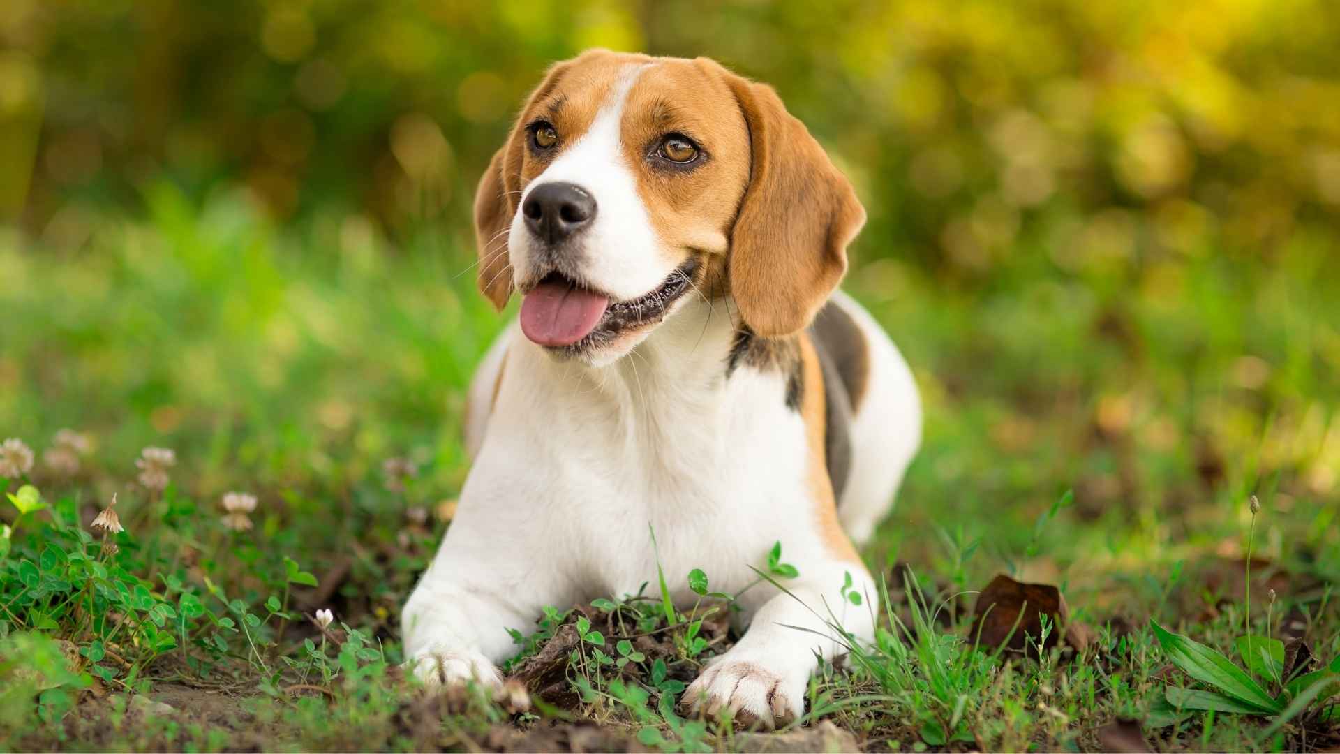 7 Stinkiest Dog Breeds and How to Keep Them Fresh