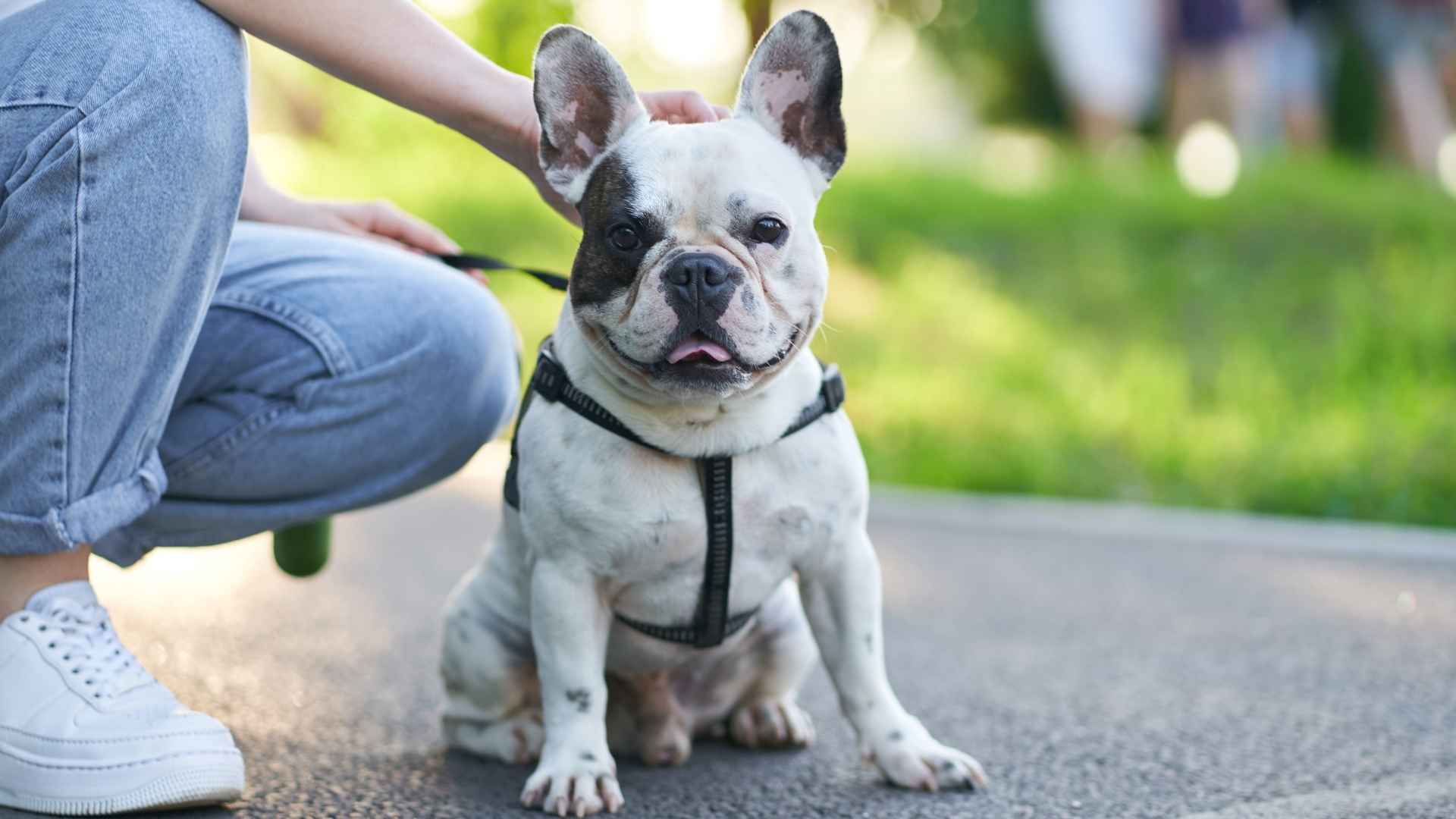 7 Stocky Toy Dog Breeds That Pack Personality in a Small Package