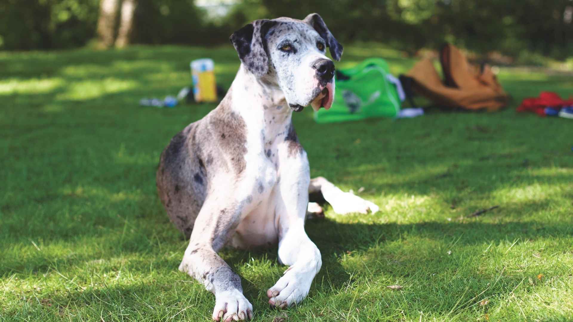 7 Stunning Blue Merle Dog Breeds: Born To Steal Your Heart