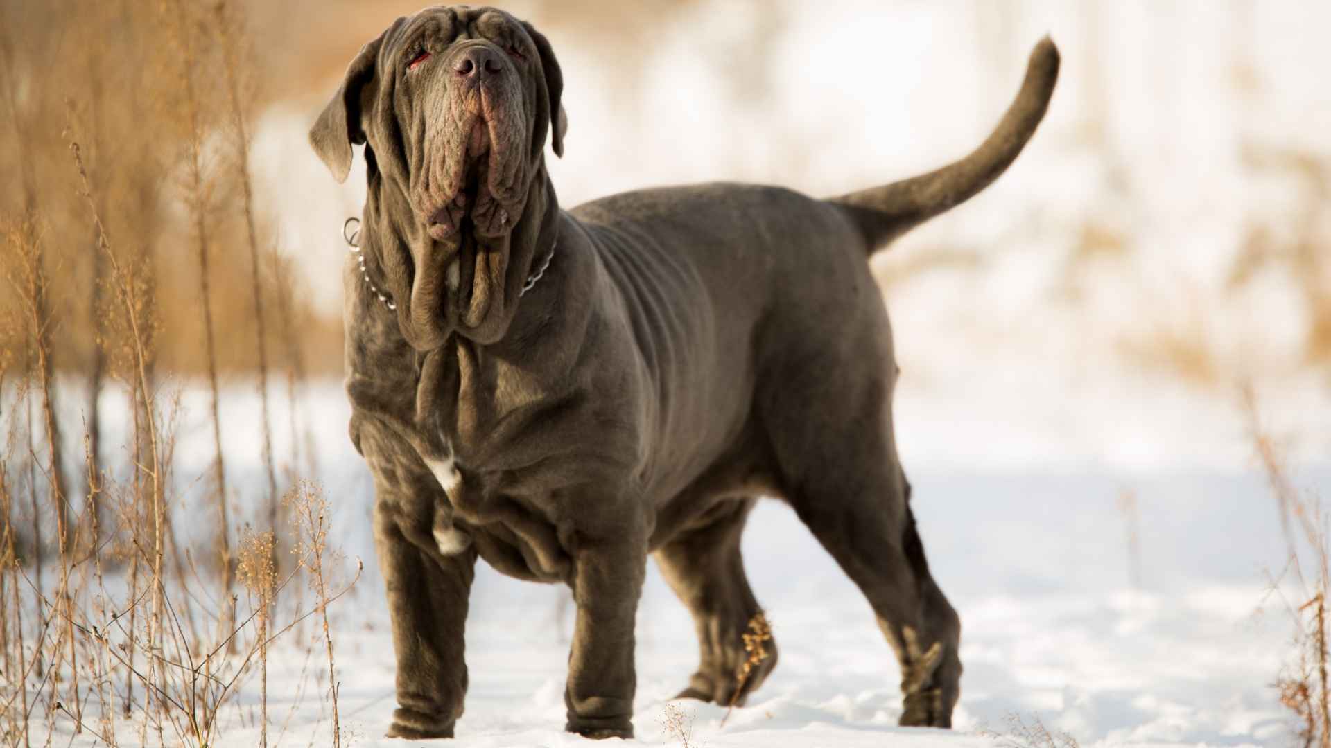 7 Tallest Dog Breeds in the World That Stand Above the Rest