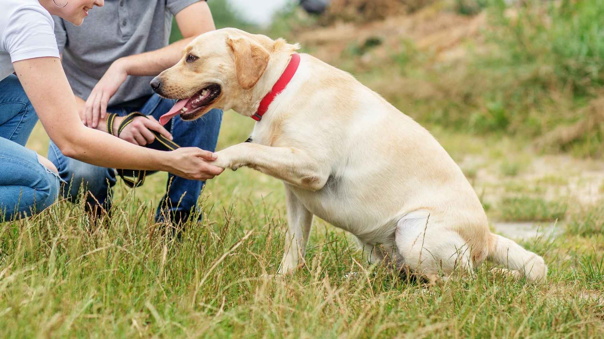 7 Therapy Dog Breeds That Are Easy to Train for Comfort and Support