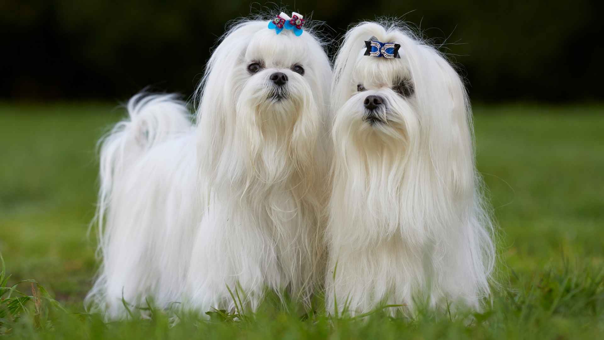 7 Tiny Dog Breeds That Stay Small Their Whole Life