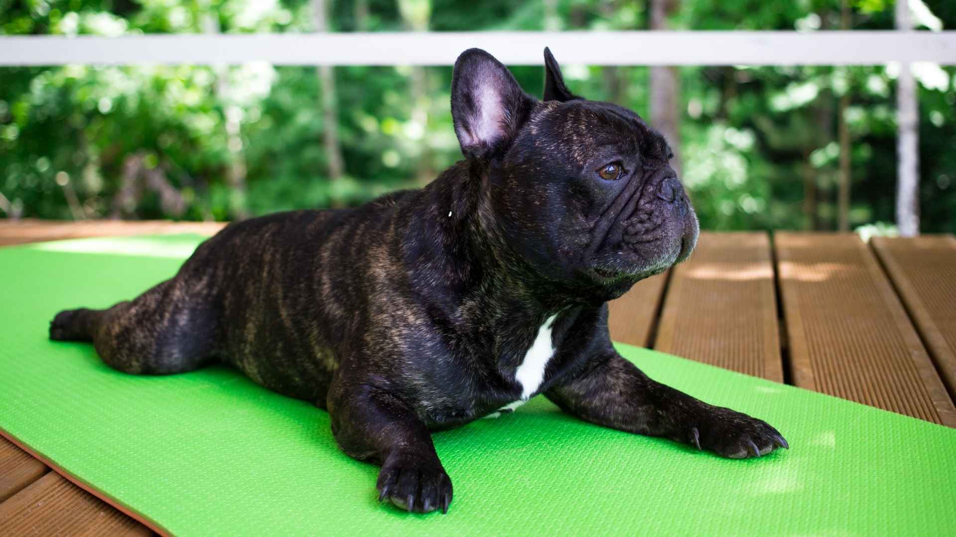 7 Top Dog Breeds That Love Yoga Mats, Zen Vibes, and Mindful Moments