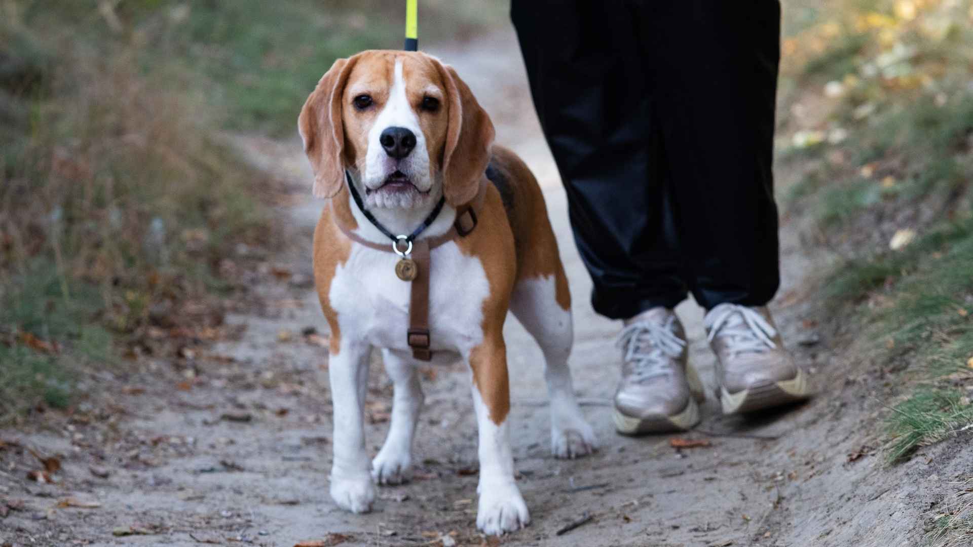 7 Top Dog Breeds With Legendary Tracking Skills for Every Adventure
