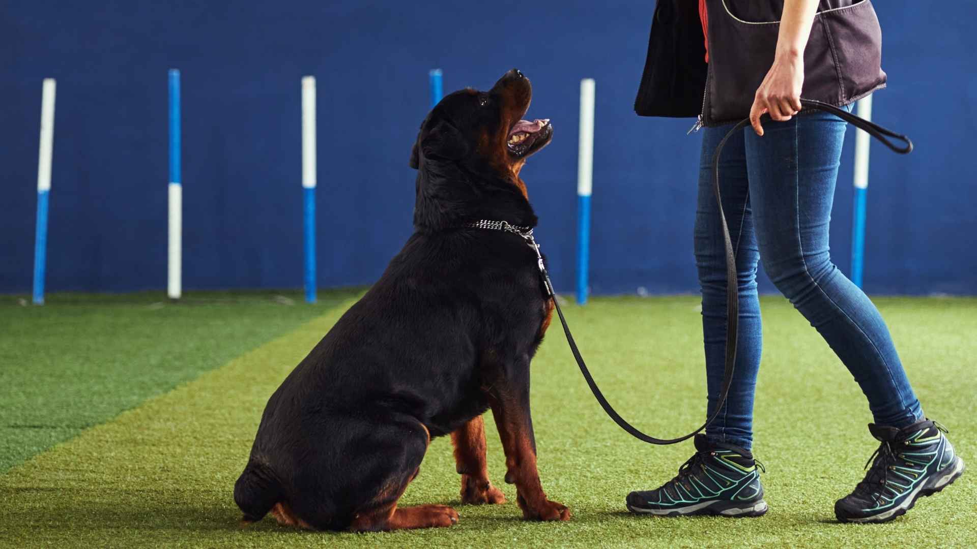 7 Top Fastest Learning Guard Dog Breeds That Learn Commands Fast