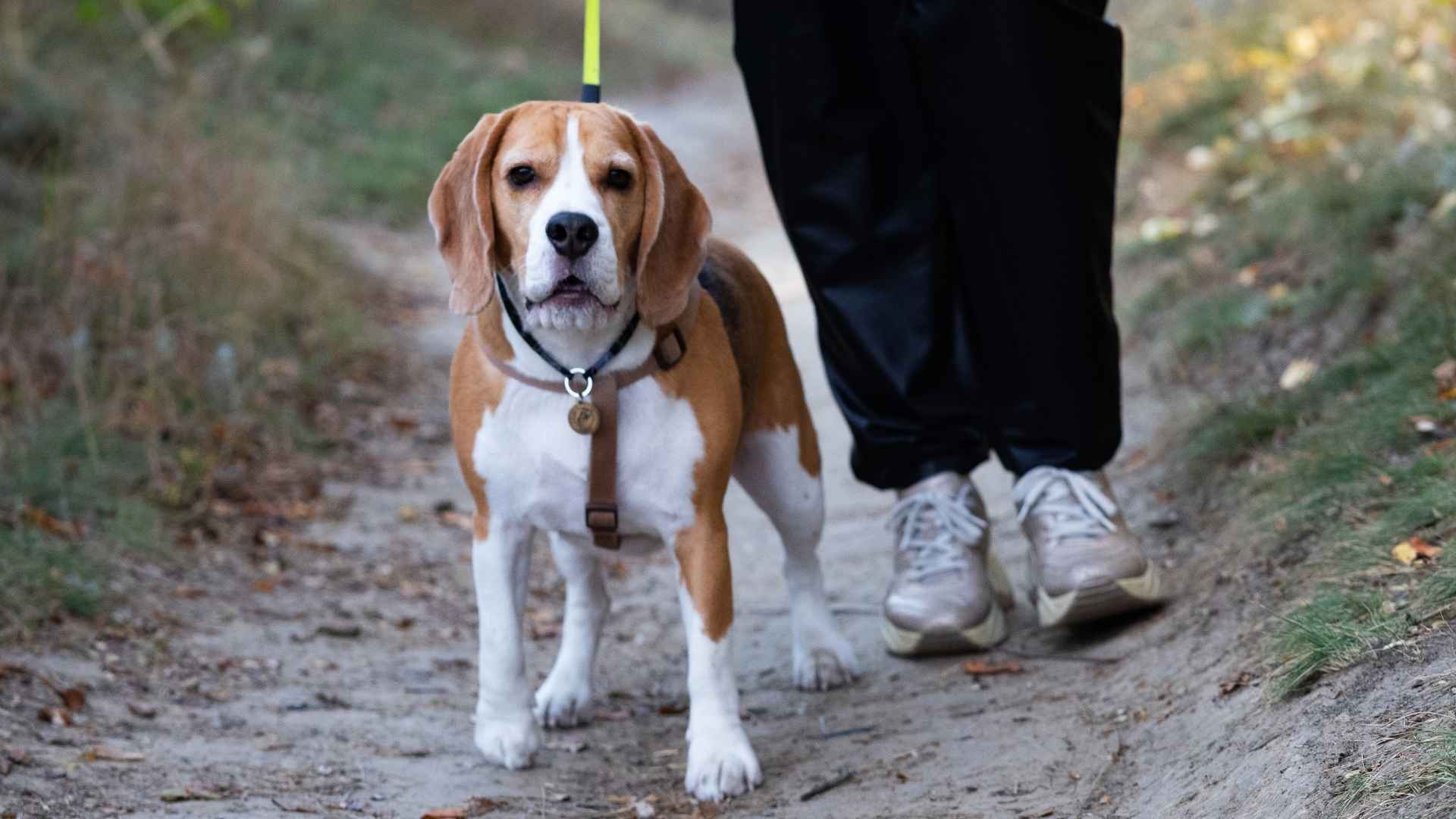 7 Tracking Dog Breeds With Long Lifespan for Scent Work and Adventure