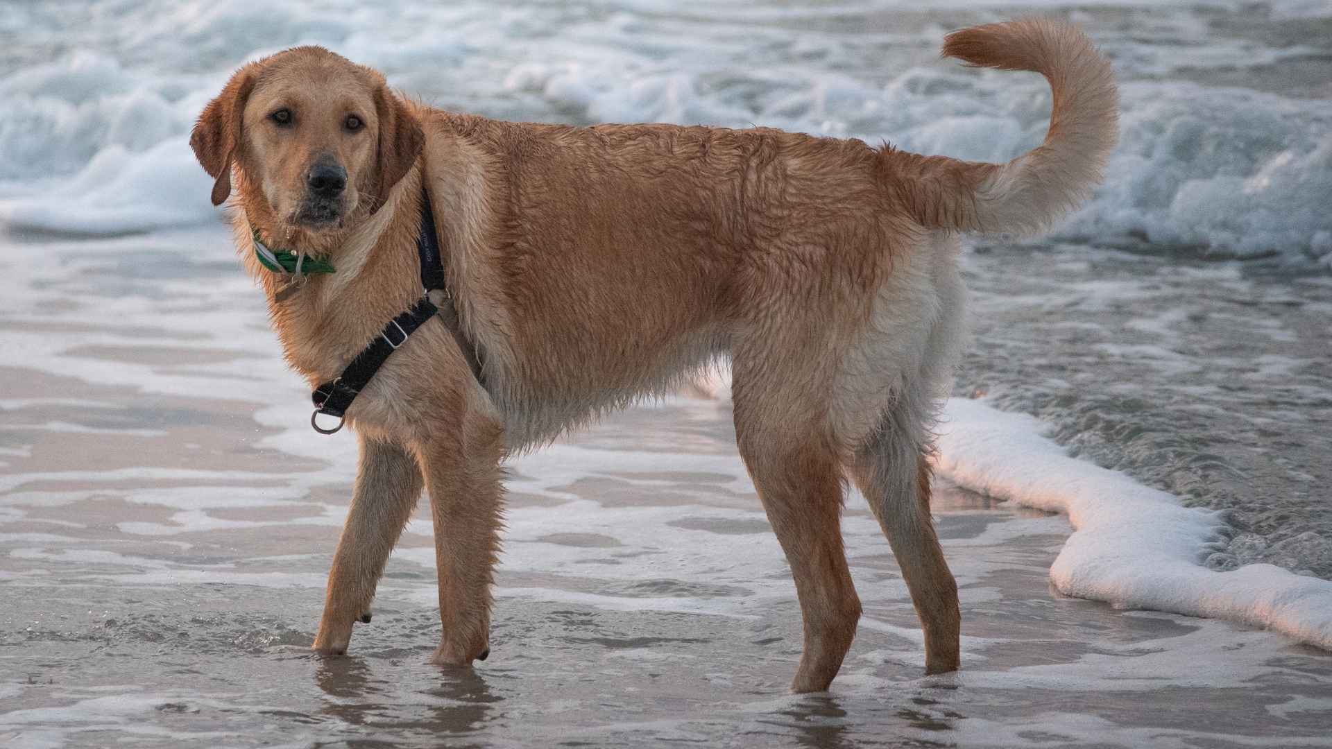 7 Trendy Designer Dog Breeds Suitable for First-Time Owners