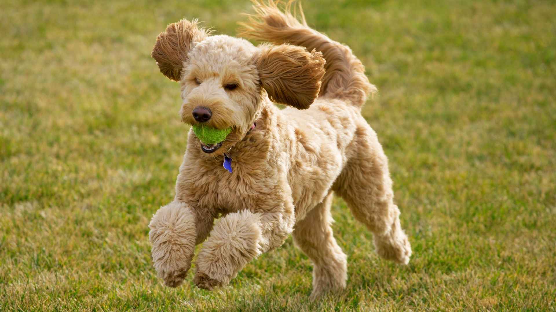 7 Types of Goldendoodle Colors That Steal Hearts: Which Is Your Favorite?