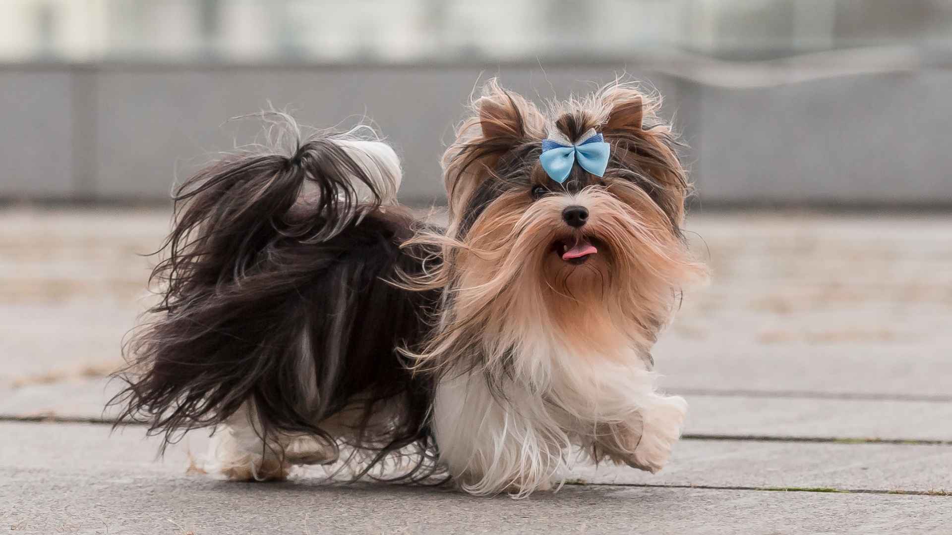 7 Types of Yorkie Dog Breeds That Make Great Pets