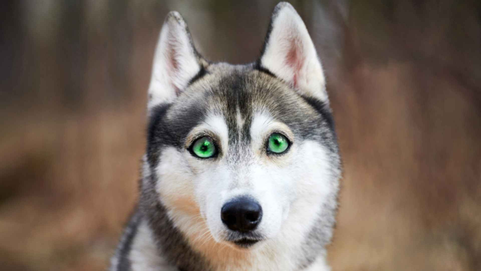 7 Unique Dog Breeds With Green Eyes: Born To Steal Your Heart