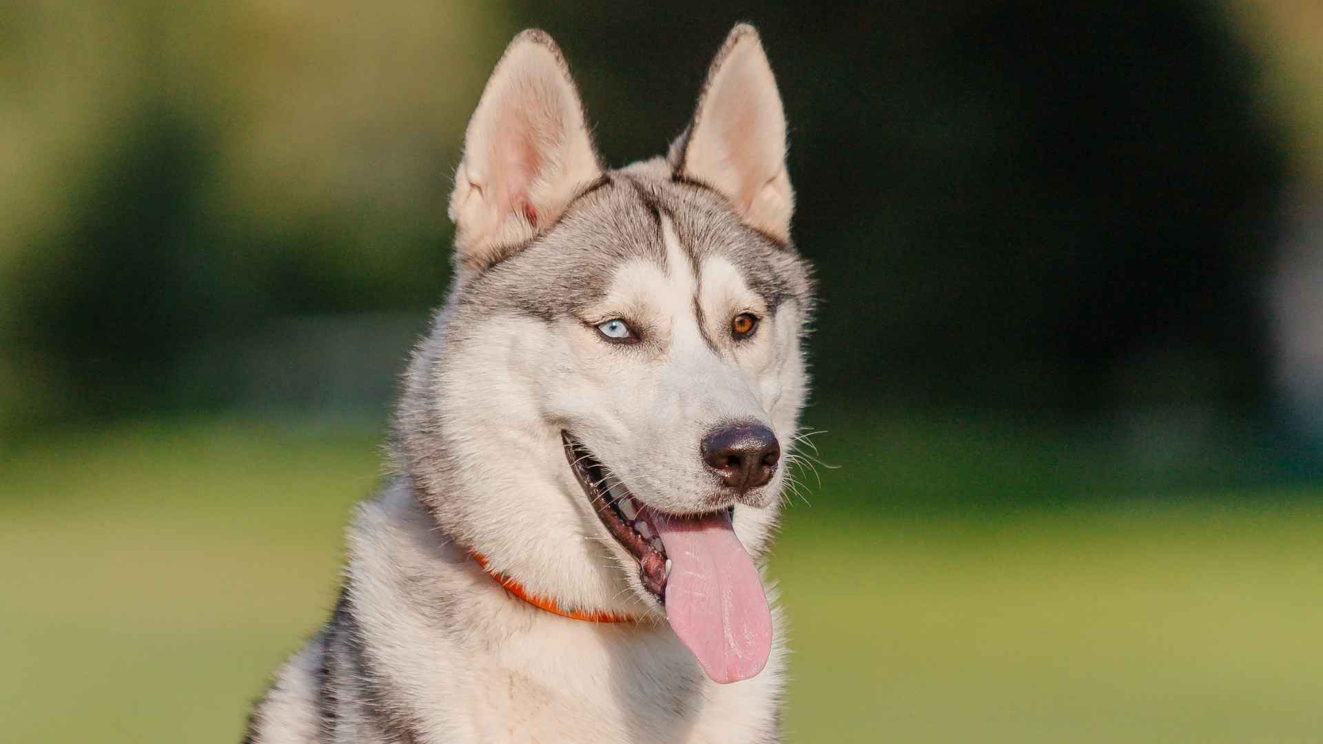 7 Unique Dog Breeds with Split Eye Colors That Will Stop You in Your Tracks