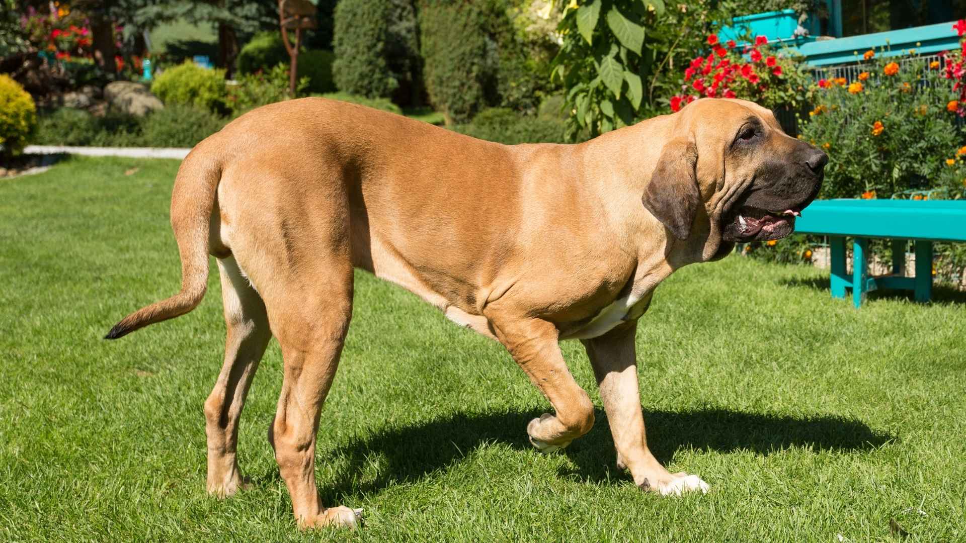 7 Unrecognized Guard Dog Breeds You Should Consider for Protection