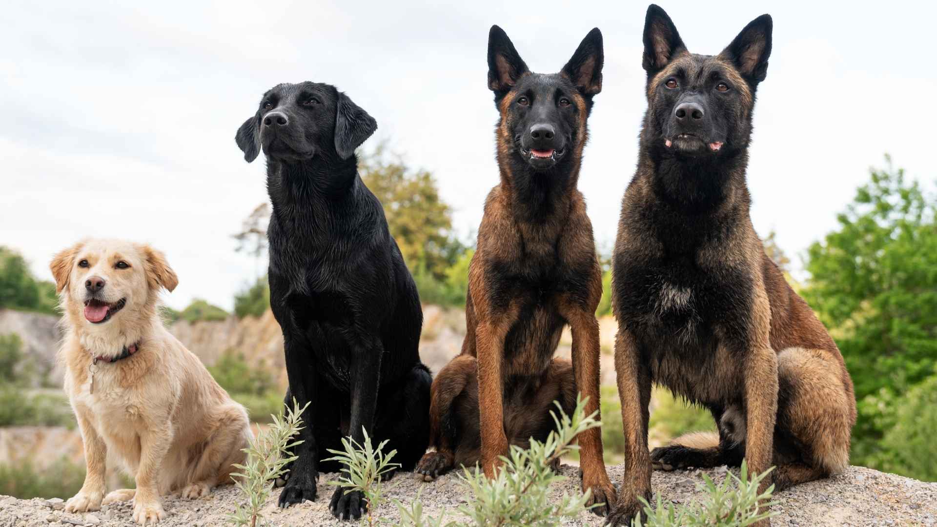 7 Valiant Dog Breeds Ideal For Border Patrol