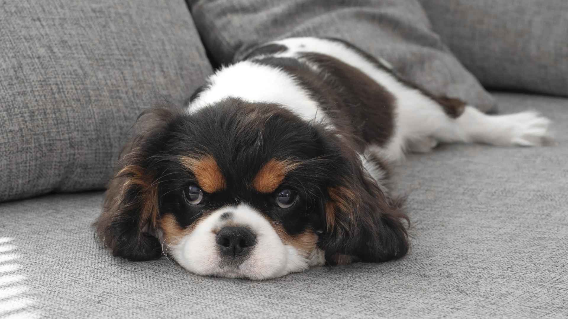 7 Very Sensitive Dog Breeds That Feel Everything (Just Like You Do)