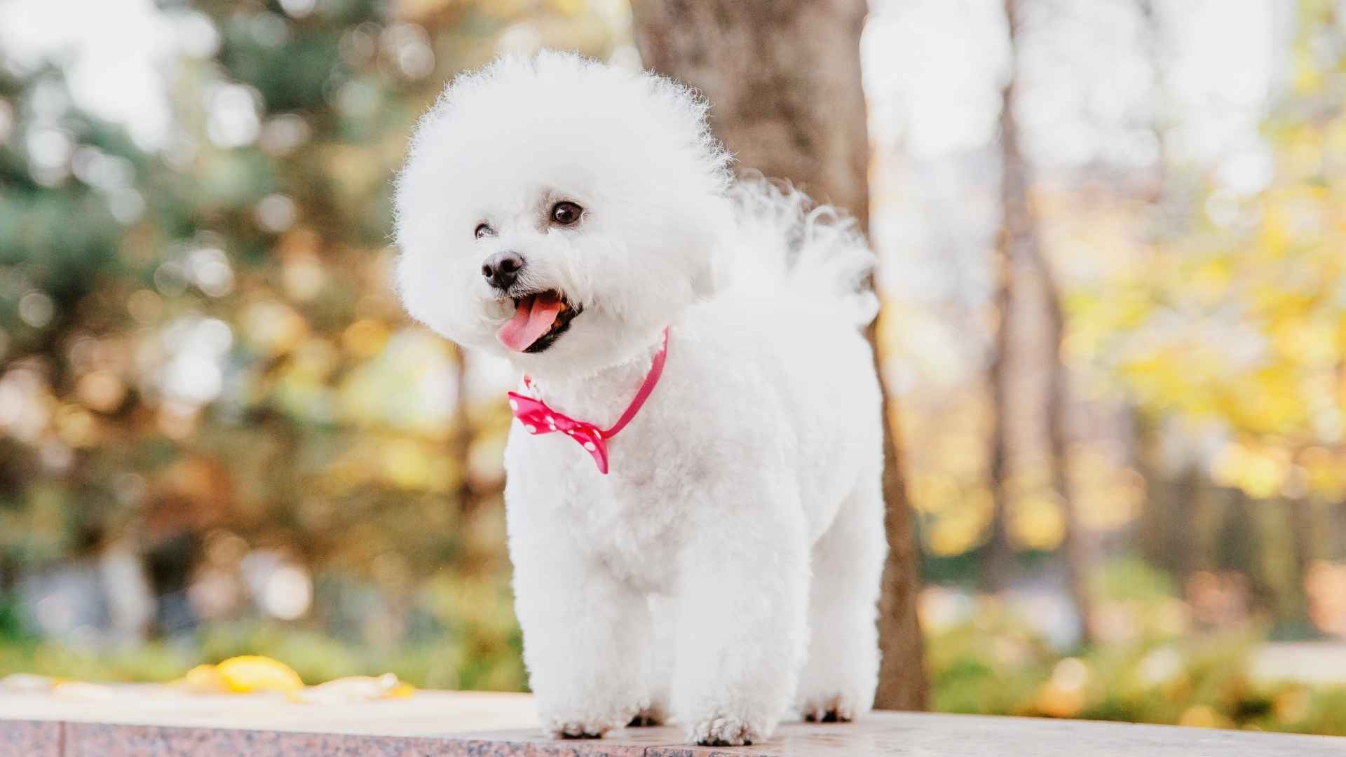 7 White Dog Breeds With Long Lifespan: Fluff, Beauty & Longevity