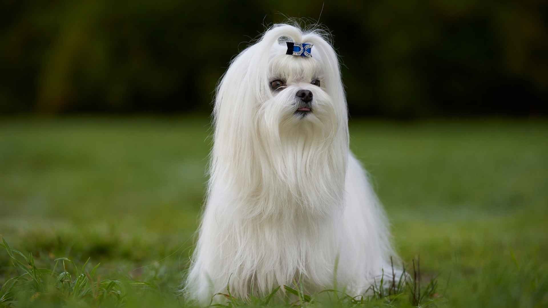 7 White Dog Breeds With Silky Coats That Shine Inside and Out