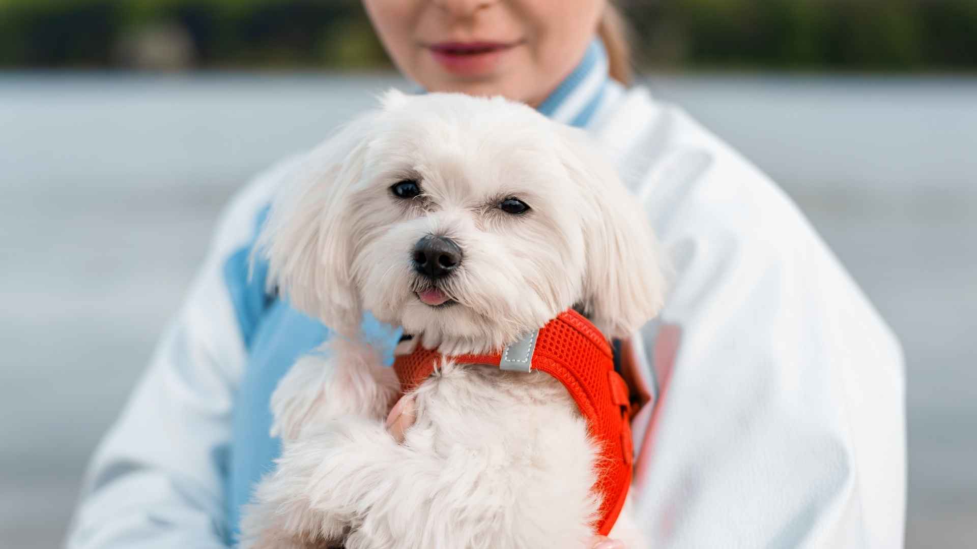 7 White Dog Breeds with Floppy Ears That Are Both Cute and Loyal