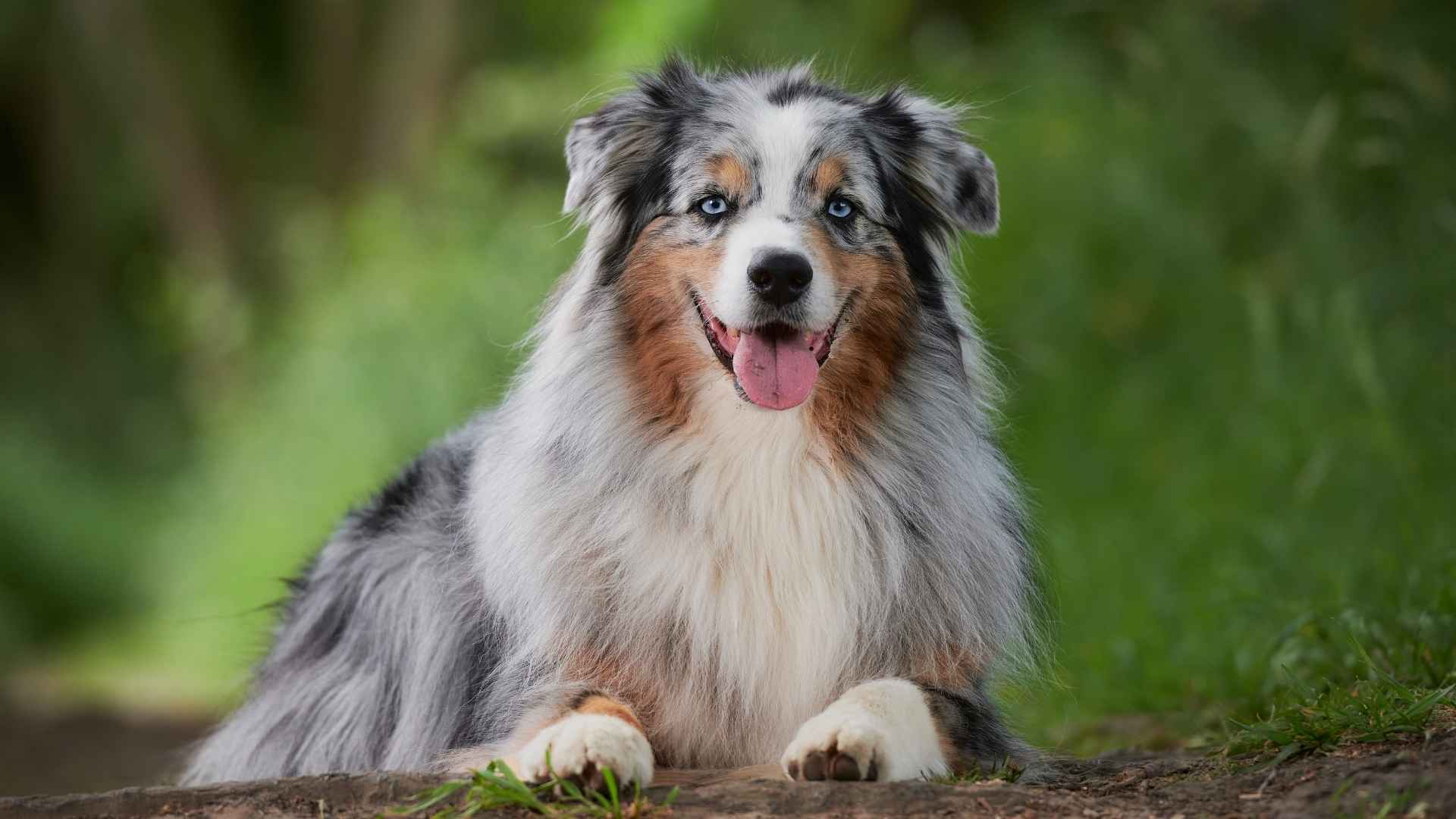 7 Worst Dog Breeds for Autism: Avoid These!