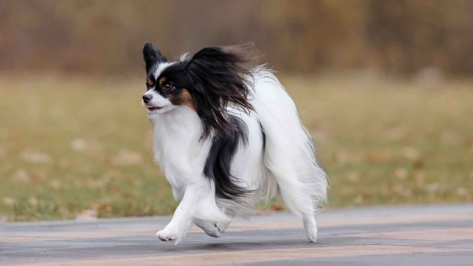Top 9 Active Toy Dog Breeds Full Of Energy