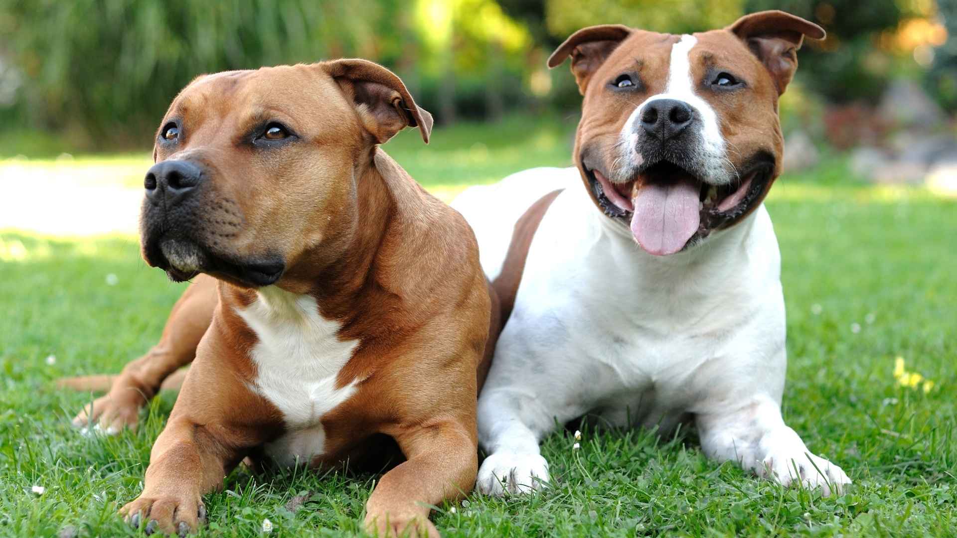 9 American Dog Breeds That Don't Shed: Clean & Hypoallergenic