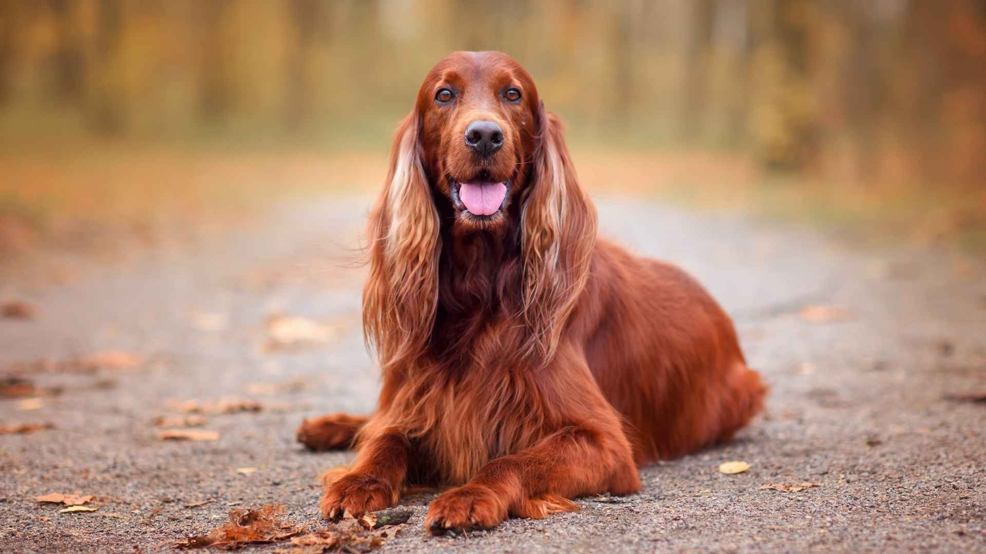 9 Awesome Dog Breeds That Are Perfect for Every Lifestyle
