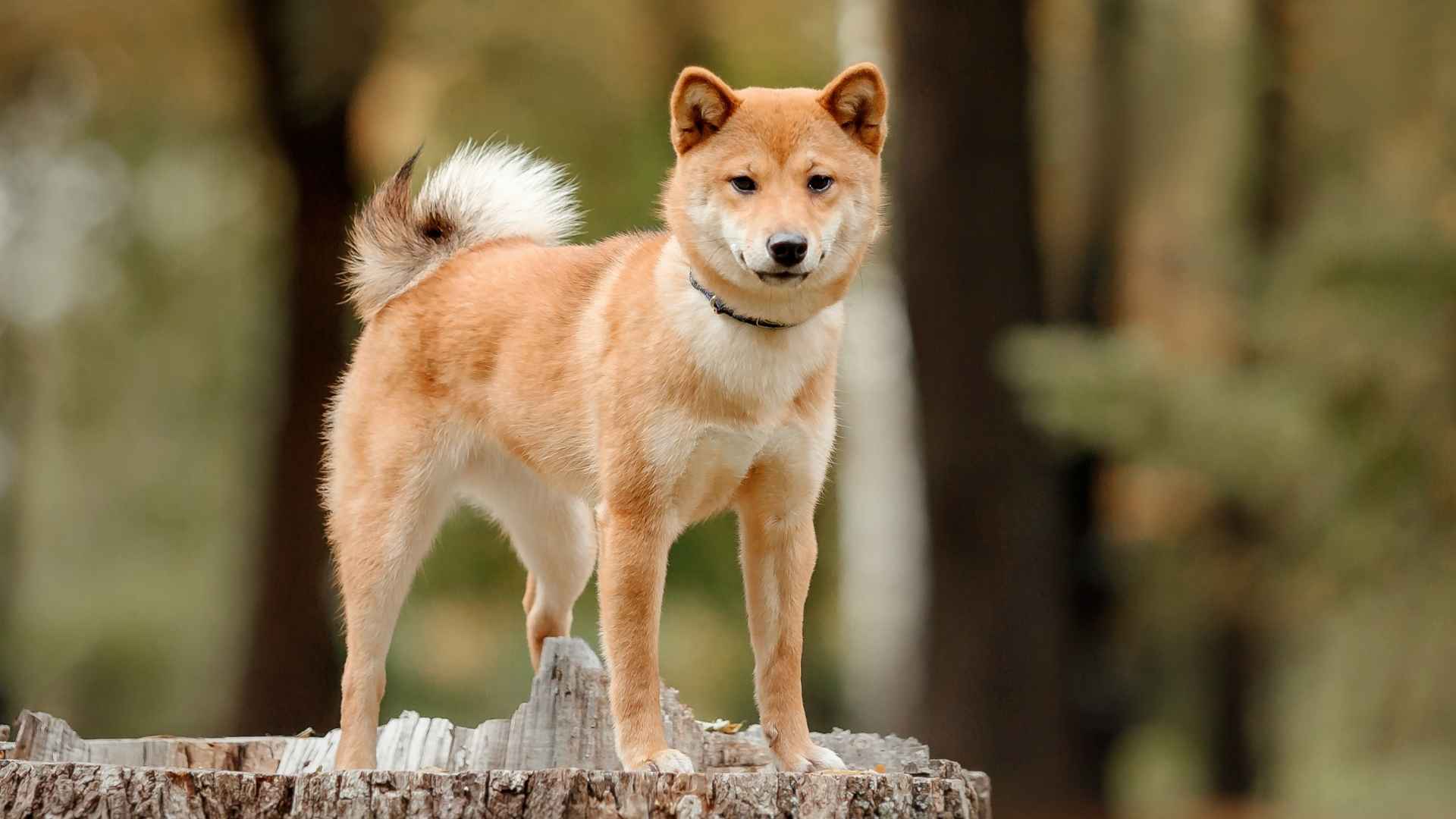 9 Beautiful Dog Breeds That Look Like Foxes