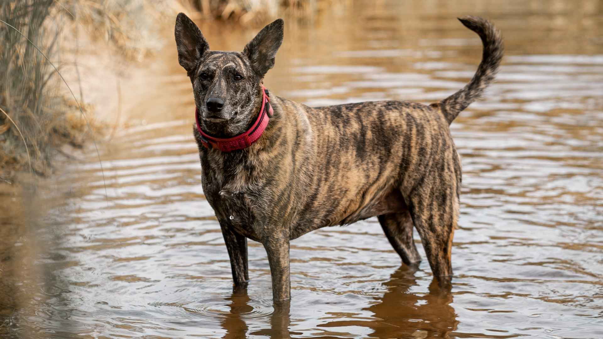 9 Beautiful Dog Breeds With Brindle Coats That Stand Out in Any Crowd