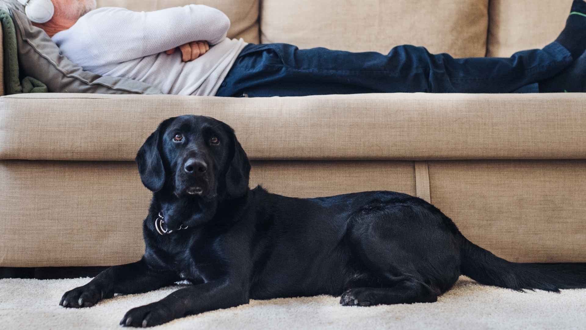 9 Best Dog Breeds For Lazy Owners