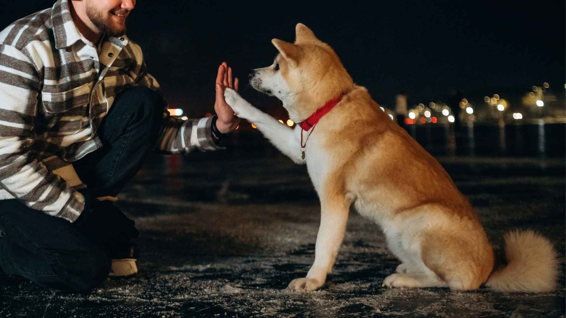 9 Best Dog Breeds For Night Owls: Late Night Buddies