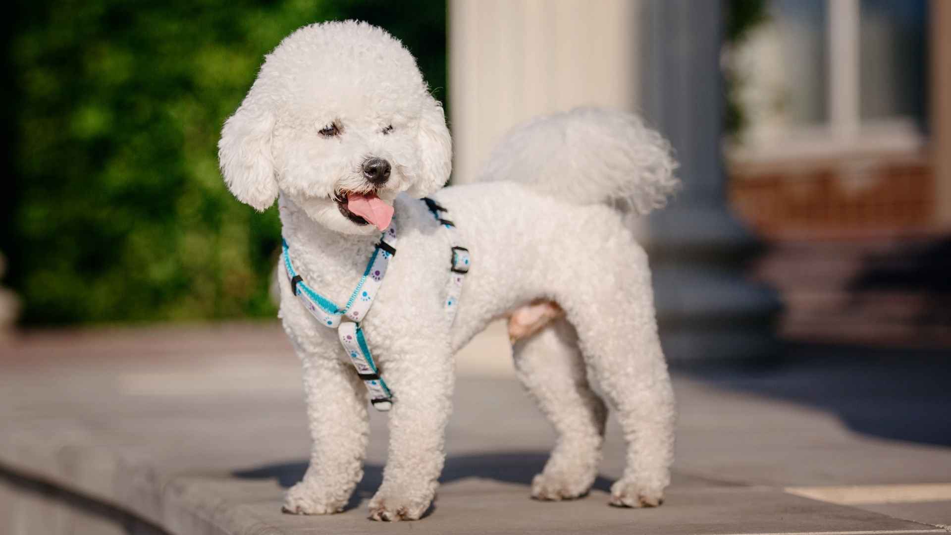 9 Best Dog Breeds Perfect For City Living: Quiet, Compact & Charming Breeds
