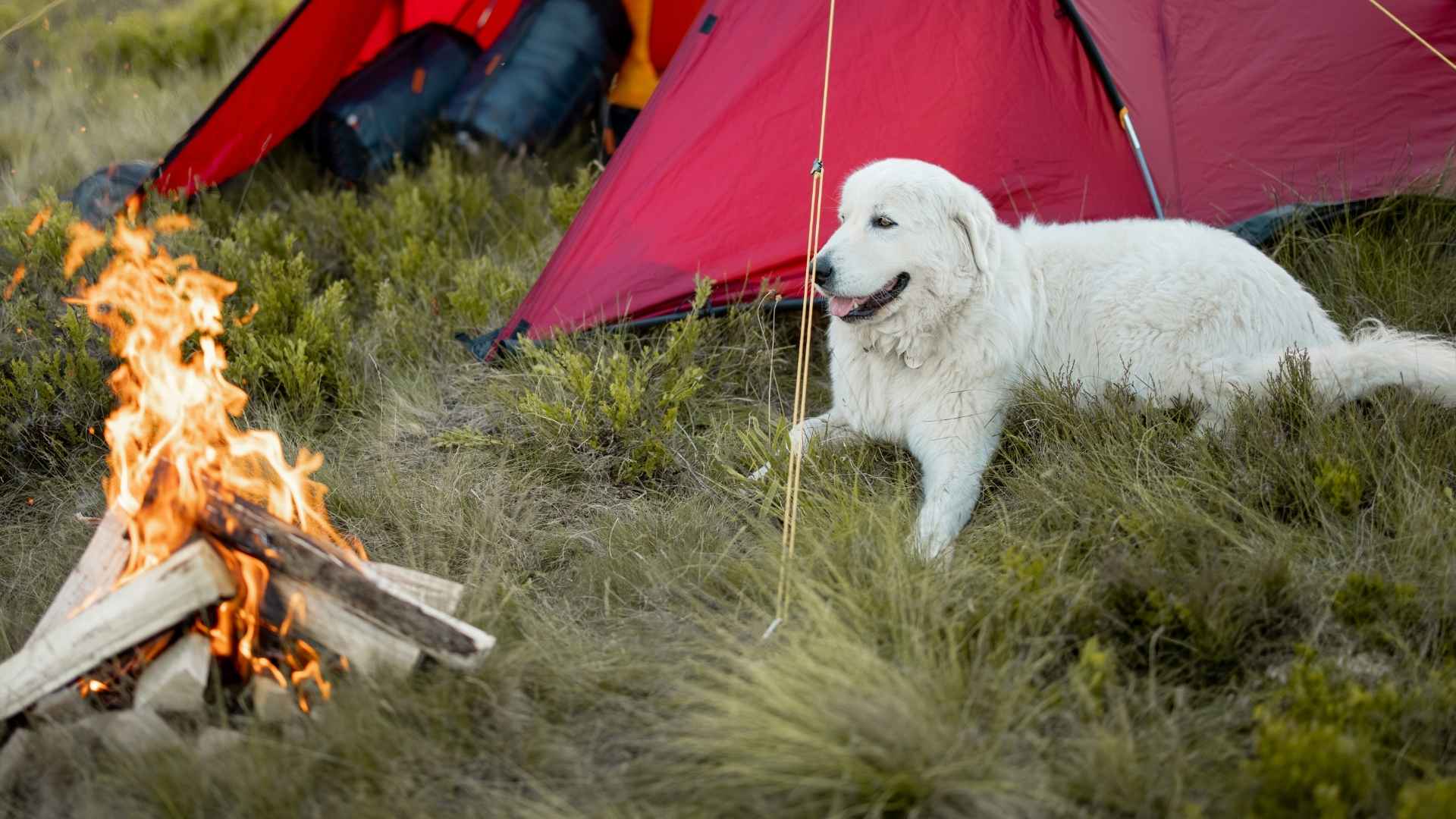 9 Best Dog Breeds That Love Campfire Smells and Outdoor Adventures