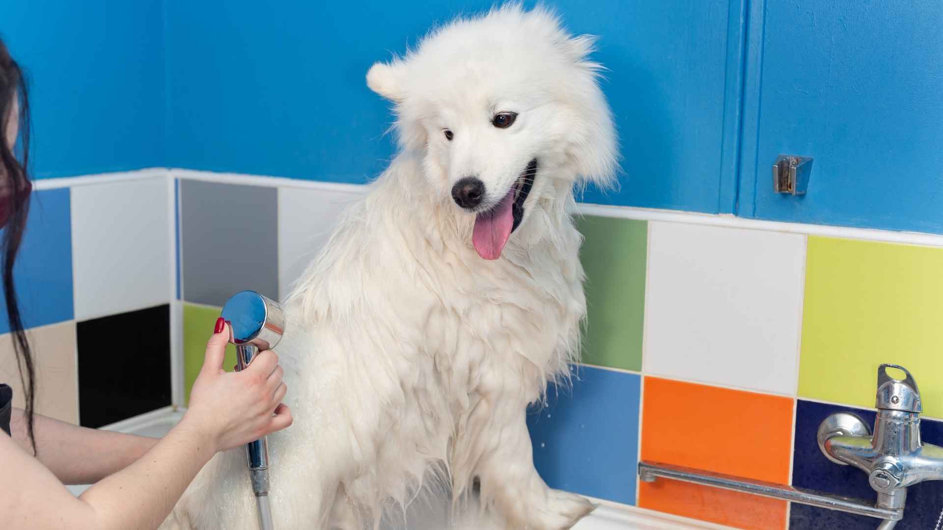9 Best Dog Breeds That Love Cold Showers in Hot Weather