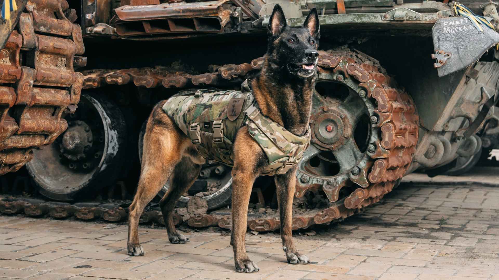 9 Best Dog Breeds With Historic War Roles That Shaped Military History