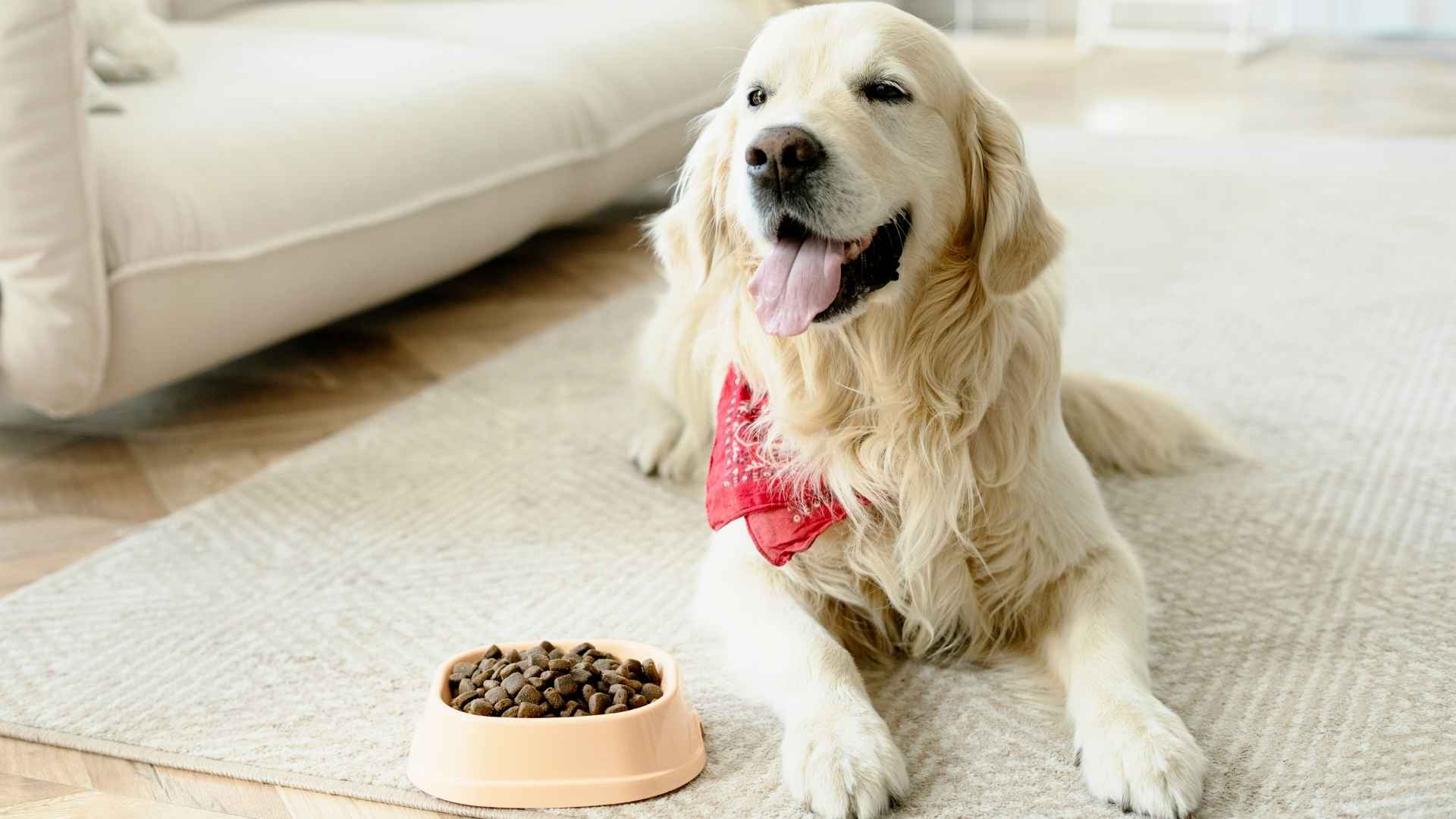 9  Best Dog Breeds With The Biggest Appetites