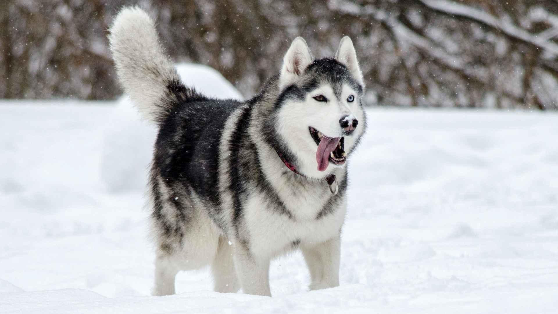 9 Best Dog Breeds for Cold Weather: Fluffy, Tough & Winter-Ready