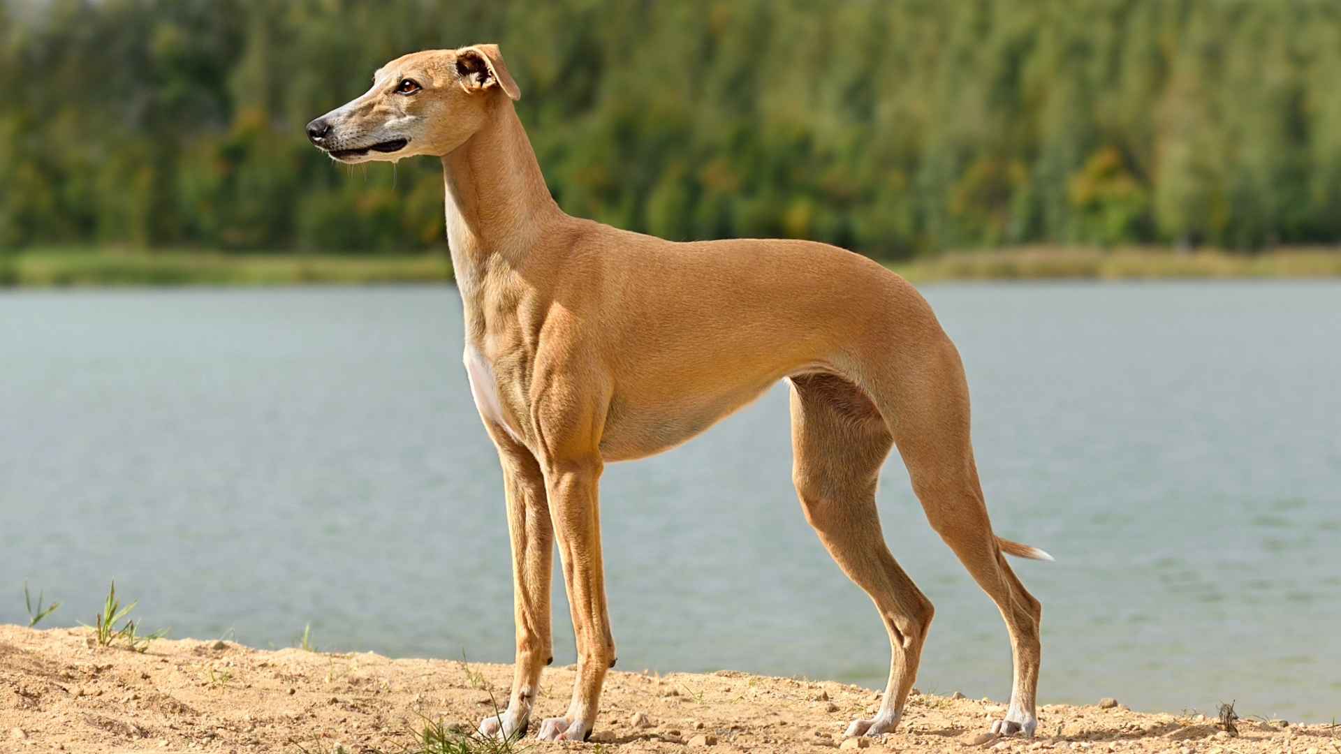 9 Best Dog Breeds for Desert Climates